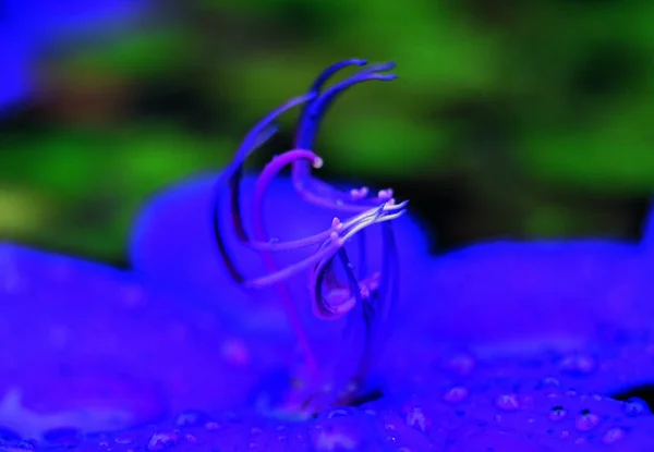 Closeup Colorful Blossoming Flower — Stock Photo, Image