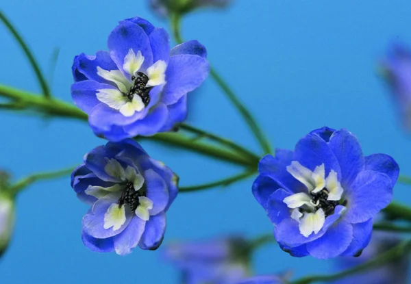 Nahaufnahme Farbenfroher Blühender Blumen — Stockfoto