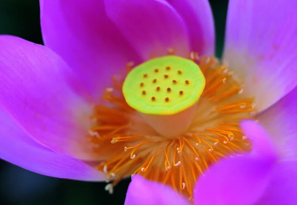 Gros Plan Fleur Fleurie Colorée — Photo