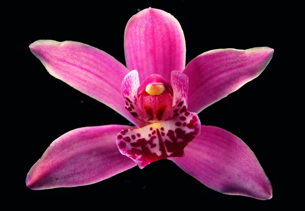 Closeup Flor Florescente Colorida — Fotografia de Stock