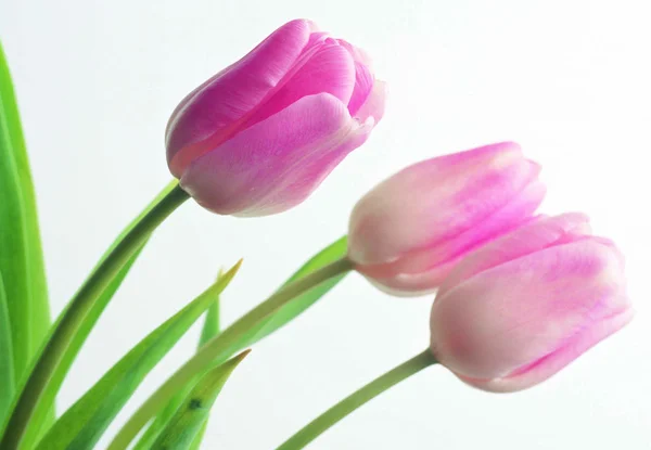 Nahaufnahme Farbenfroher Blühender Blumen — Stockfoto