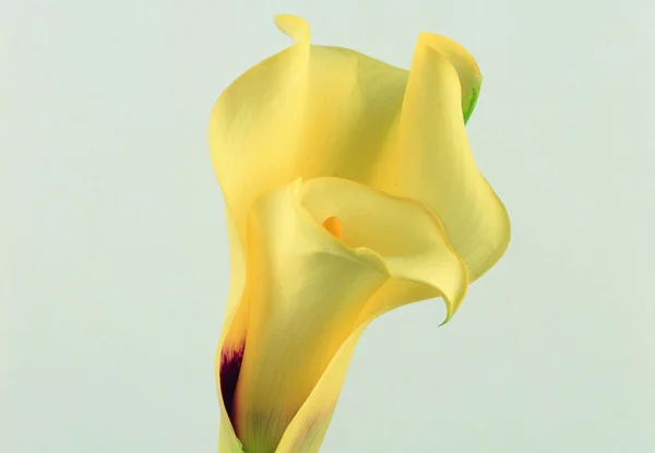 Närbild Rgglada Blommande Blomma — Stockfoto
