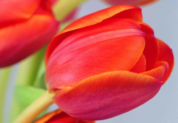 Nahaufnahme Farbenfroher Blühender Blumen — Stockfoto