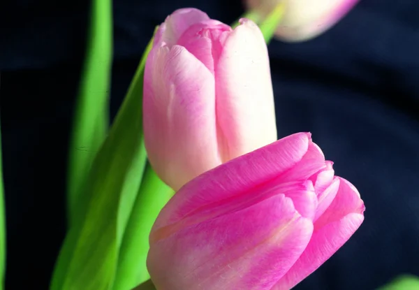 Close Flores Coloridas Florescentes — Fotografia de Stock