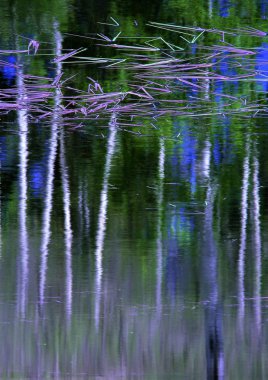 Doğadaki gölün güzel manzarası.