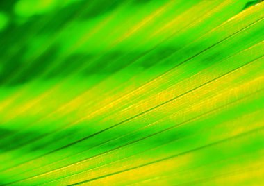 yaprak yapısının makro görünümü