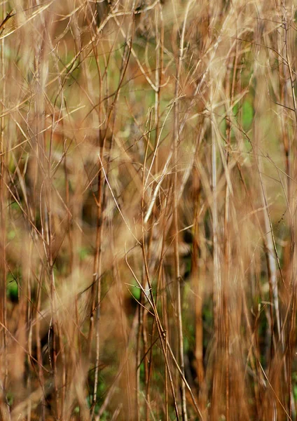 Close Van Het Droge Gras — Stockfoto