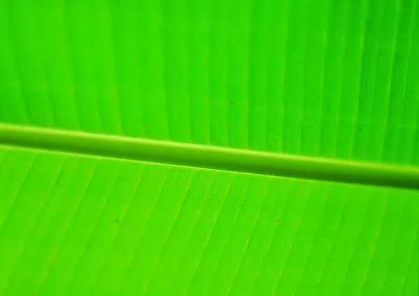 macro view of leaf structure