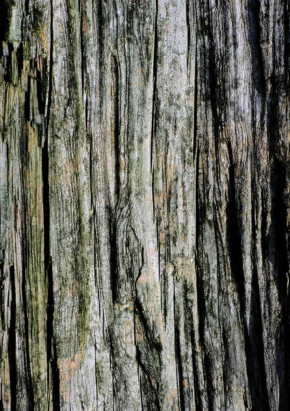 Primer Plano Del Patrón Madera Fondo Naturaleza — Foto de Stock