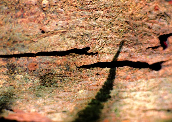 Detail Rock Structure Texture — Stock Photo, Image