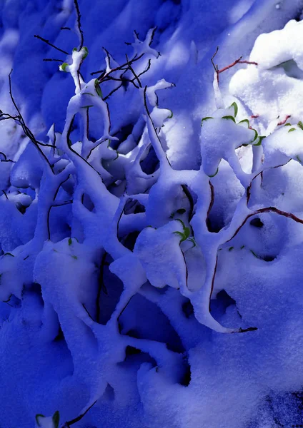 Natur Bakgrund Växter Snö — Stockfoto