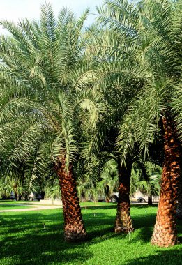 Parkta yeşil palmiye ağaçları