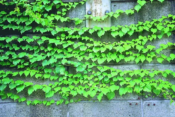 Green leaves on wall at street