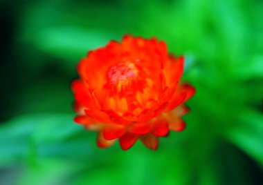 Çiçek açan çiçeğin yakın görünümü