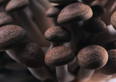 mantar pişirme arka plan