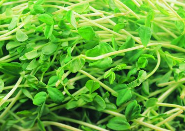 otlar pişirme arka plan