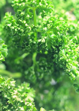 maydanoz pişirme arka plan