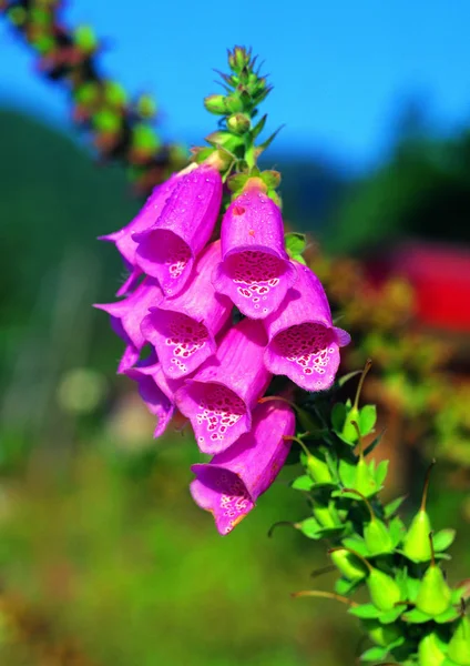 Vista Vicino Dei Fiori Fiore — Foto Stock