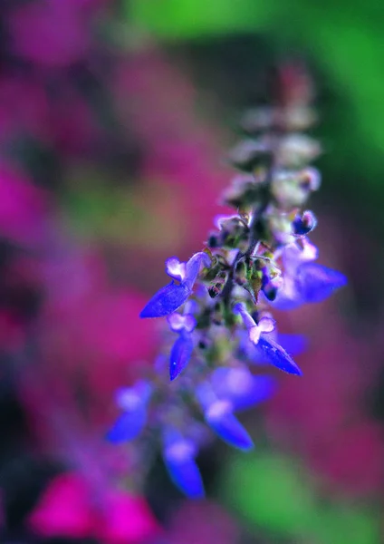 Close View Blooming Flowers — Stock Photo, Image