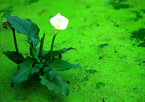 Nahaufnahme Der Blühenden Blume — Stockfoto