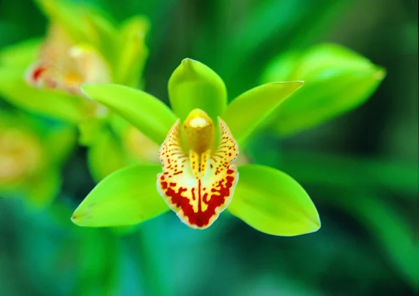 Close View Blooming Flower — Stock Photo, Image