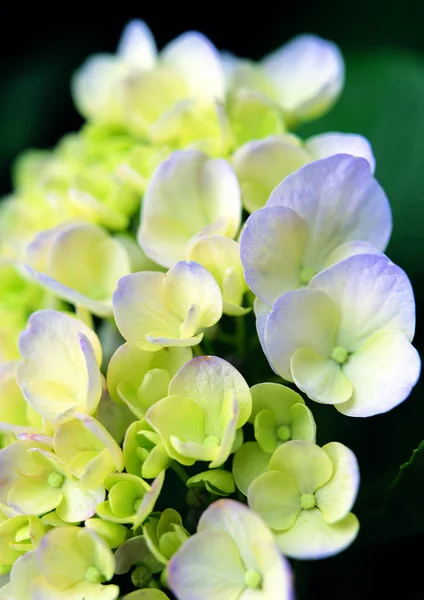 Vista Vicino Dei Fiori Fiore — Foto Stock