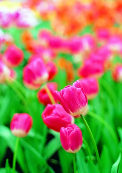 Nahaufnahme Von Blühenden Blumen — Stockfoto