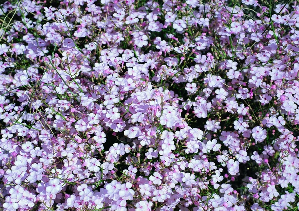 Close View Blooming Flowers — Stock Photo, Image