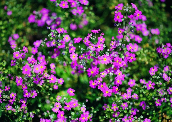 Widok Bliska Kwitnących Kwiatów — Zdjęcie stockowe