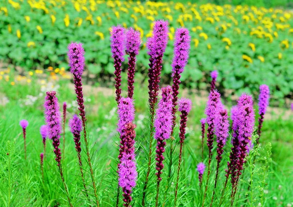 Vue Rapprochée Des Fleurs Fleurs — Photo