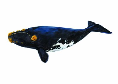 Colorful illustration of sea animal fish