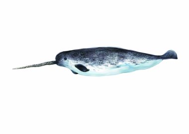 Colorful illustration of sea animal  narwhal