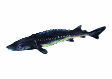 Colorful illustration of sea animal fish