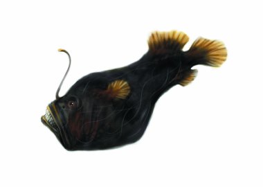 Colorful illustration of sea animal fish