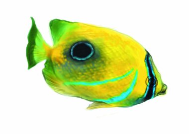 Colorful illustration of sea animal fish