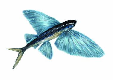 Colorful illustration of sea animal  fish