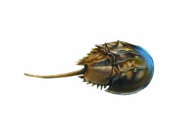 Colorful illustration of sea fauna