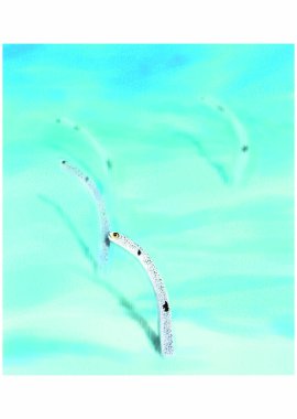 Deniz hayvanlarının el çizimi