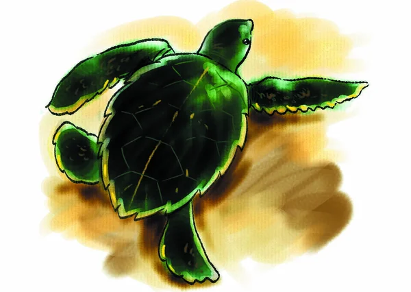 Colorful Illustration Sea Animal Turtle — Stock Fotó