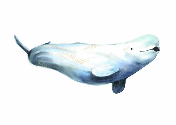 Colorful Illustration Sea White Whale — Zdjęcie stockowe