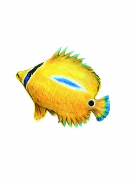 Colorful Illustration Sea Animal Fish — Stock Photo, Image