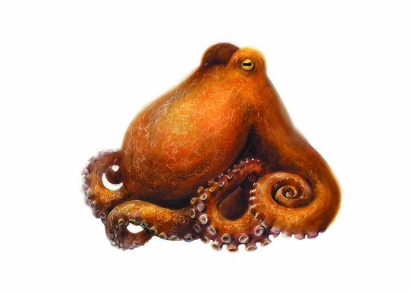 Colorful Illustration Sea Animal Octopus — стоковое фото