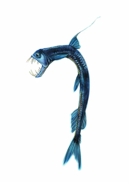 Colorful Illustration Sea Animal Fish — Stok fotoğraf