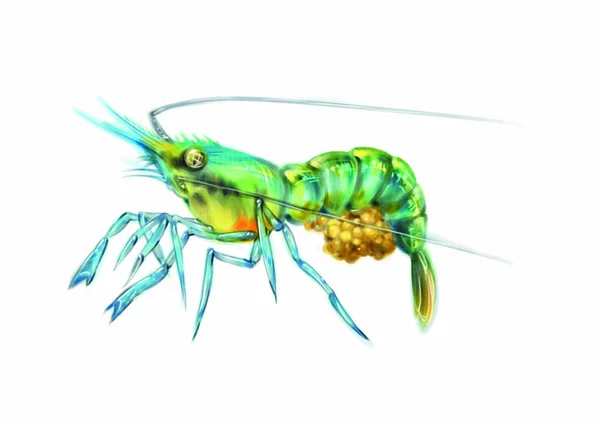 Colorful Illustration Sea Shrimp — 图库照片