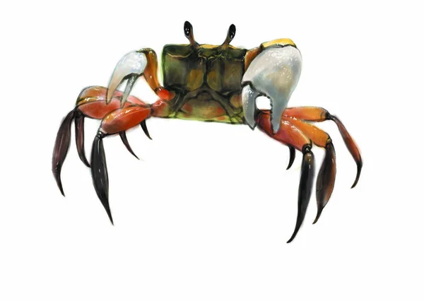 Illustration Colorée Crabe Marin — Photo