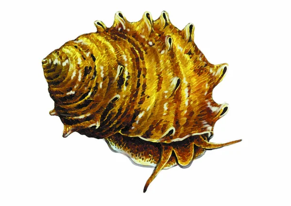 Colorful illustration of sea animal  crab