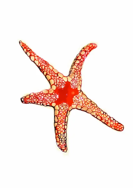 Colorful Illustration Sea Star Fish — Stok Foto