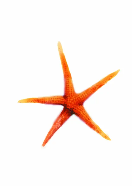 Colorful Illustration Sea Star Fish — Stok Foto