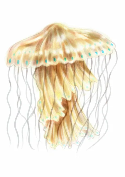 Colorful Illustration Sea Animal Jellyfish — Zdjęcie stockowe