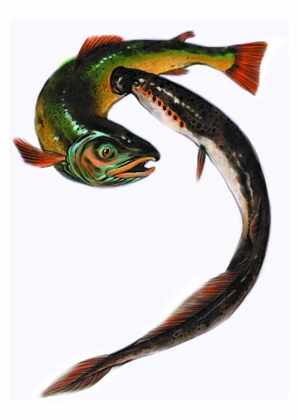 Πολύχρωμη Απεικόνιση Των Ψαριών Των Θαλάσσιων Ζώων — Φωτογραφία Αρχείου